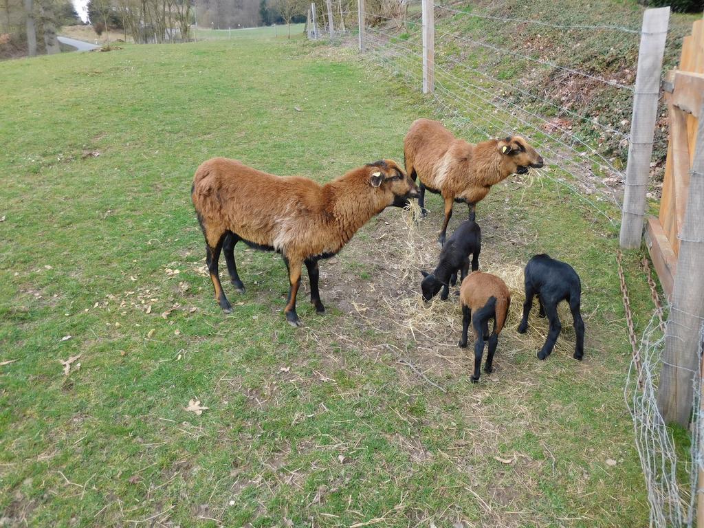 Apartmán Ferienbauernhof Familie Stratmann Eslohe Exteriér fotografie